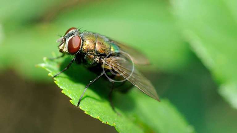 Top 5 Methods to Avoid the Summer Flies