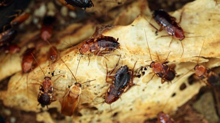 Minimize the Risk of Having Red Roaches