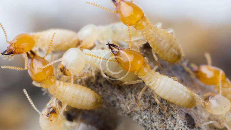 The Damage that Harvest Mites Can Do