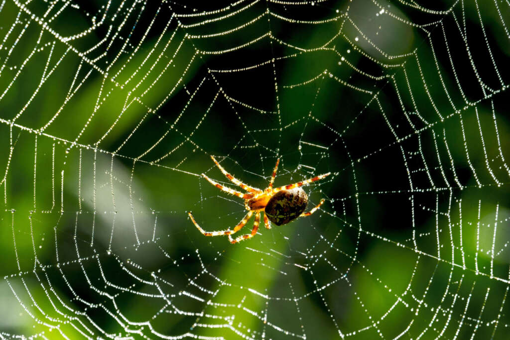 Spider Control in Melbourne