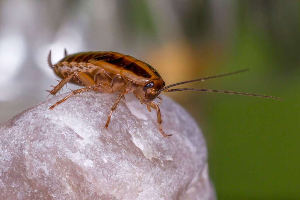 Cockroach Control in Melbourne